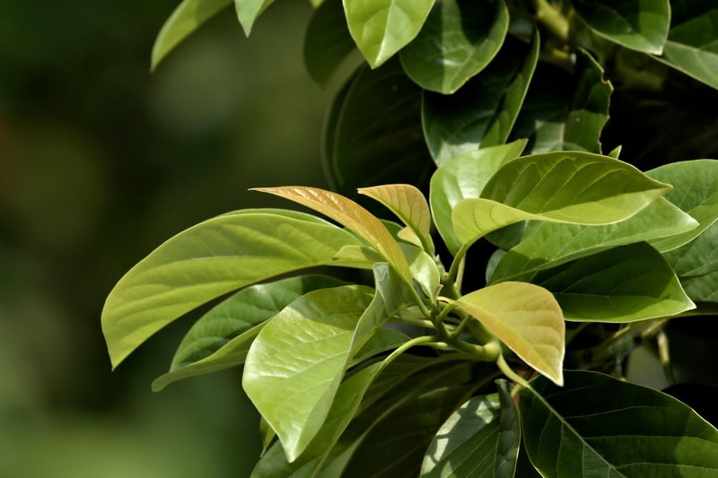 Plant Growth